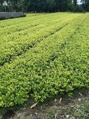 网球拍是单支还是两个